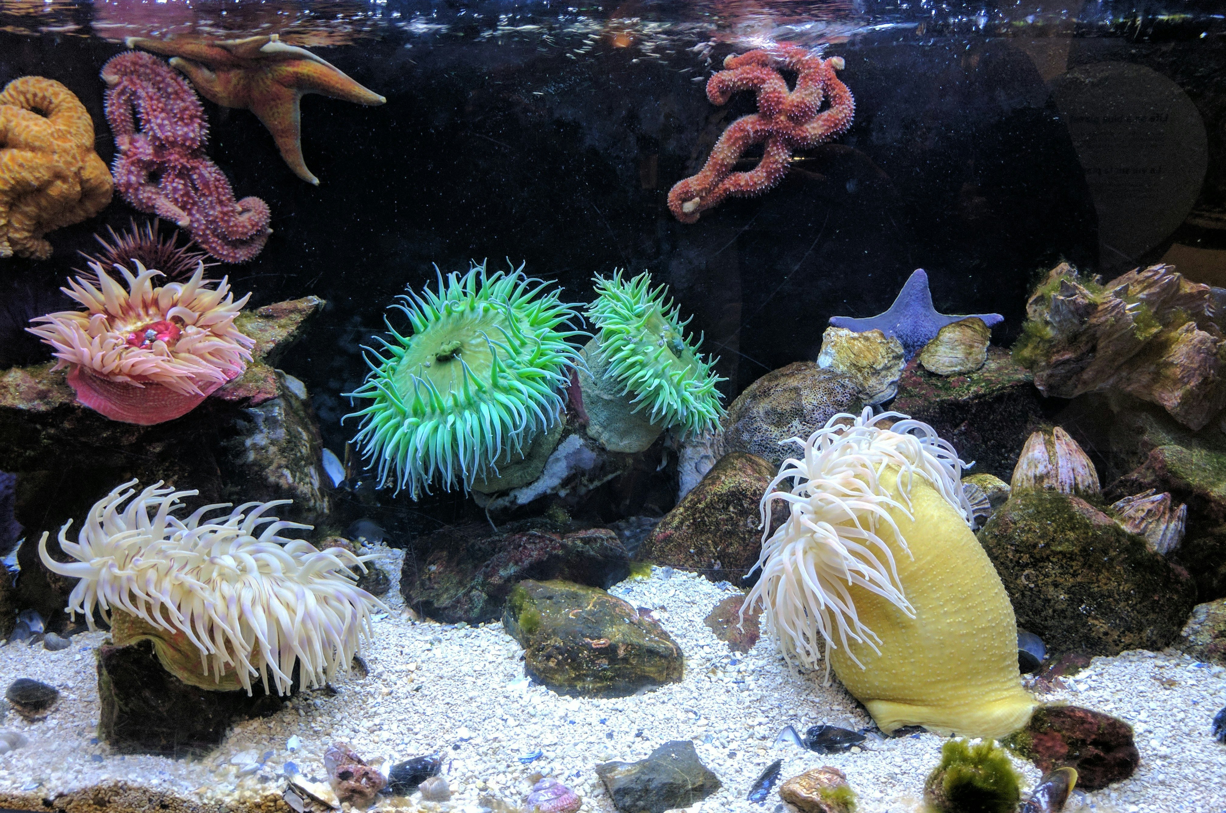 photography of aquarium with corals